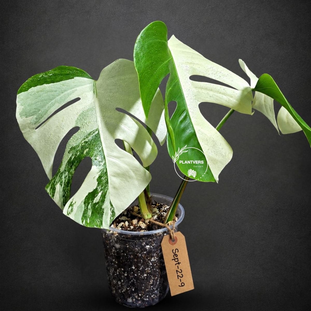 Variegated Monstera Albo - White Albo Borsigiana (Sep-22-9)