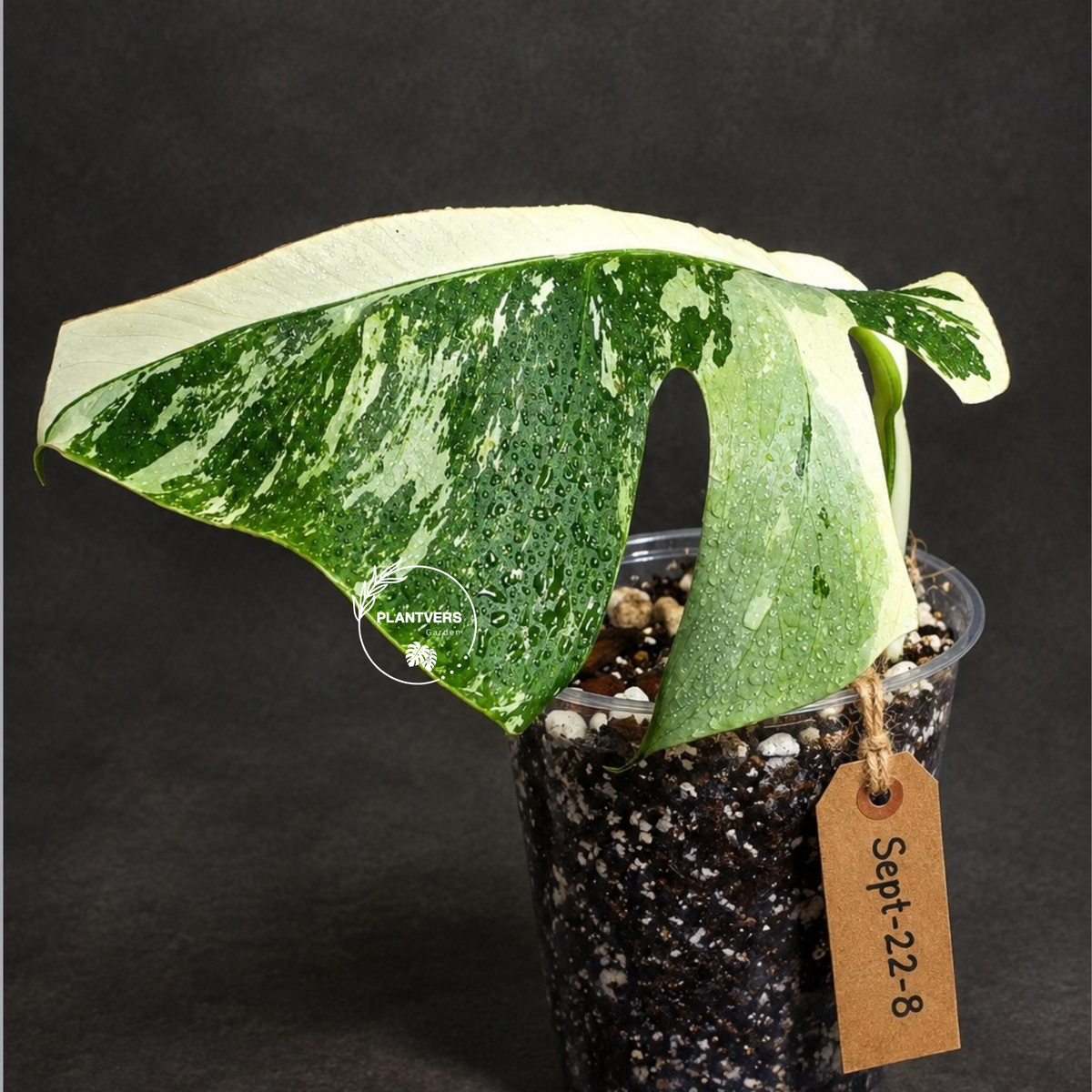 Variegated Monstera Albo - White Albo Borsigiana (Sep-22-8)