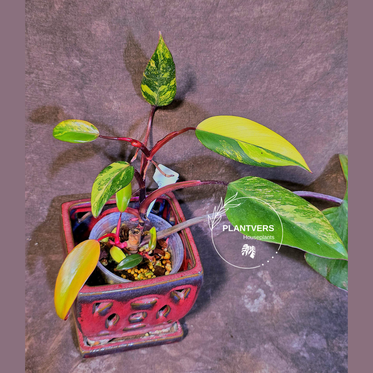 Variegated Philodendron Strawberry Shake Live Plant - EXACT Plant - (6-5-2)