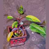 Variegated Philodendron Strawberry Shake Live Plant - EXACT Plant - (6-5-2)