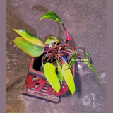 Variegated Philodendron Strawberry Shake Live Plant - EXACT Plant - (6-5-3)