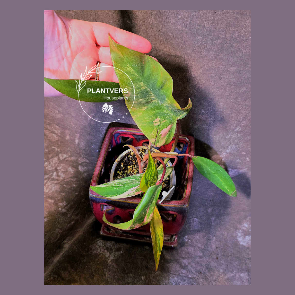 Variegated Philodendron Strawberry Shake Live Plant - EXACT Plant - (6-5-4)