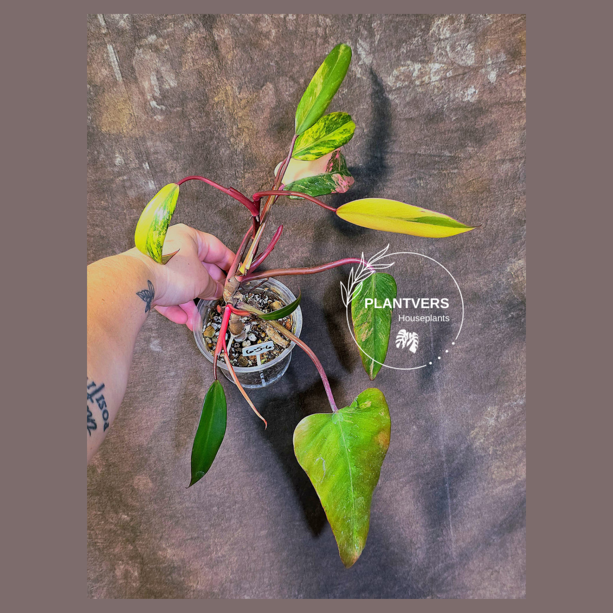Variegated Philodendron Strawberry Shake Live Plant - EXACT Plant - (6-5-6)