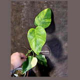 Monstera Aurea Variegated Borsigiana - Monstera Marmota - (6-5-8)