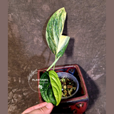 Variegated Monstera Peru in a Nursery Pot - Live Rare Houseplants - (6-5-9)