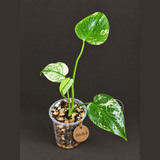 Monstera Deliciosa White Monster - Rare Monstera Beauty - (Oct-21-3)