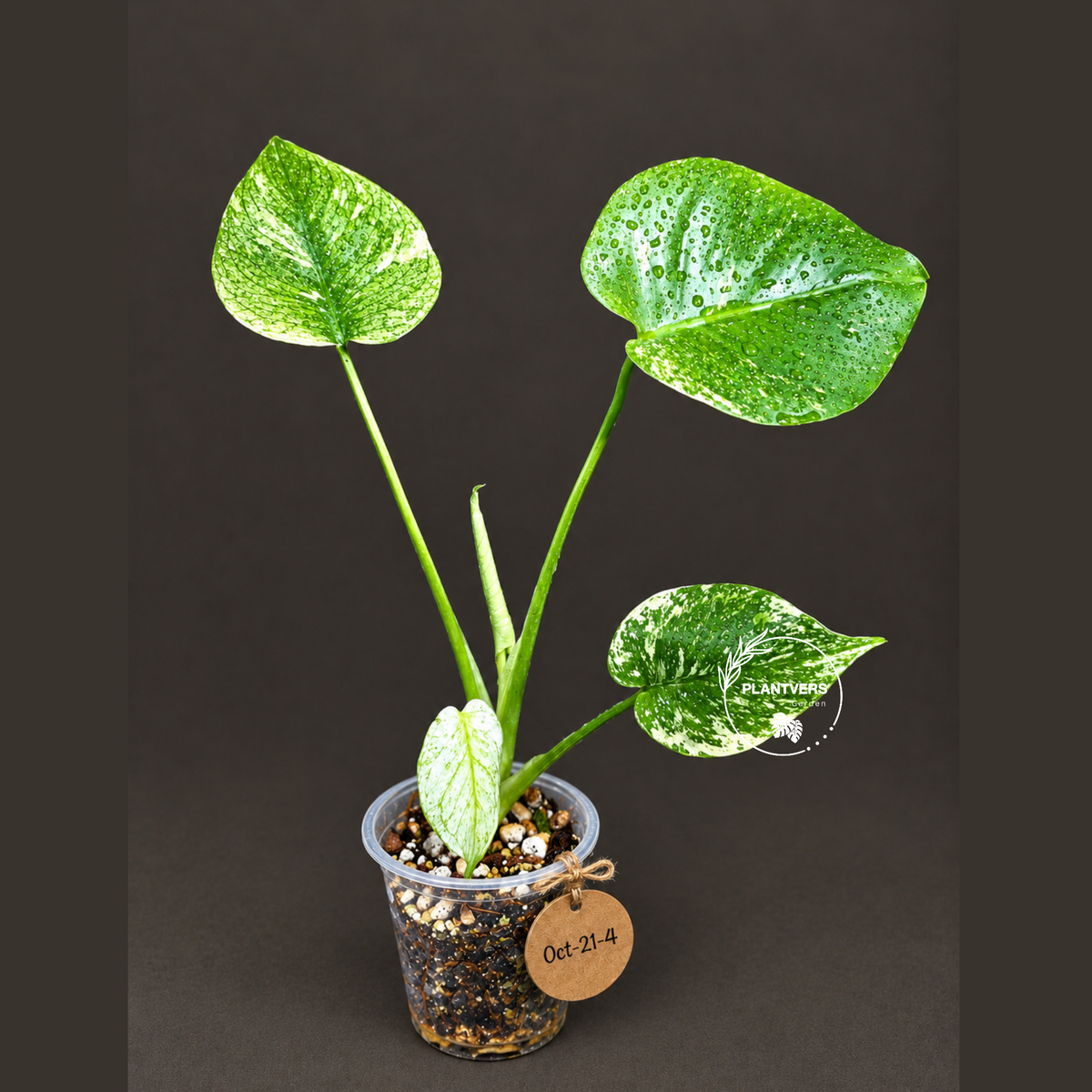 Monstera Deliciosa White Monster - Rare Monstera Beauty - (Oct-21-4)