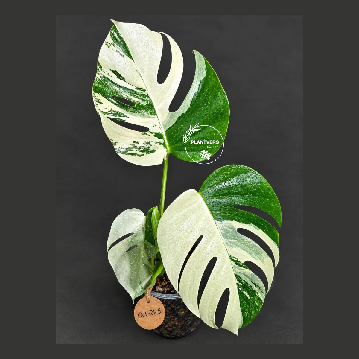 Monstera Albo - Rare Variegated Monstera Borsigiana Albo - Rare Collector Plant - White Monstera Albo - EXACT Same Plant - US Seller
