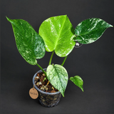Monstera Deliciosa White Monster - Rare Monstera Beauty - (Oct-21-6)
