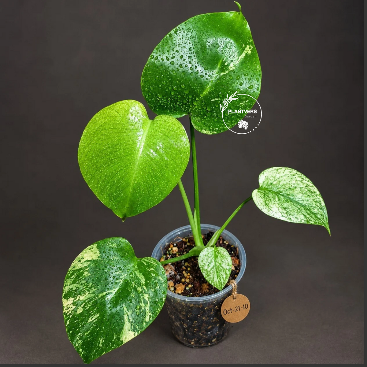Monstera Deliciosa White Monster - Rare Monstera Beauty - (Oct-21-10)