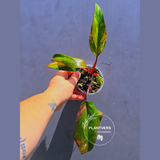 Variegated Philodendron Strawberry Shake - Live Exact Plant - (May-29-63)