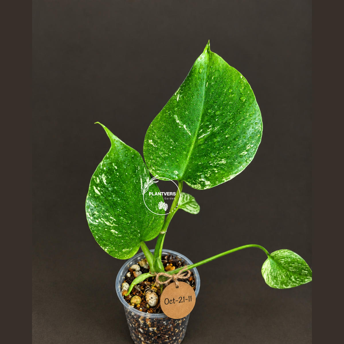 Monstera Deliciosa White Monster - Rare Monstera Beauty - (Oct-21-11)