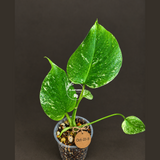 Monstera Deliciosa White Monster - Rare Monstera Beauty - (Oct-21-11)