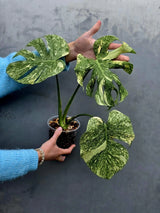 Variegated Monstera Legacy - Super Rare Monstera Indoor Plant - Collector's Aroid - EXACT Plant - US Seller