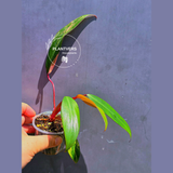 Variegated Philodendron Strawberry Shake - Live Exact Plant - (May-29-64)