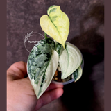 Variegated Scindapsus Mayari Plant - Collector Rare Exact Plant - (June-09-33)