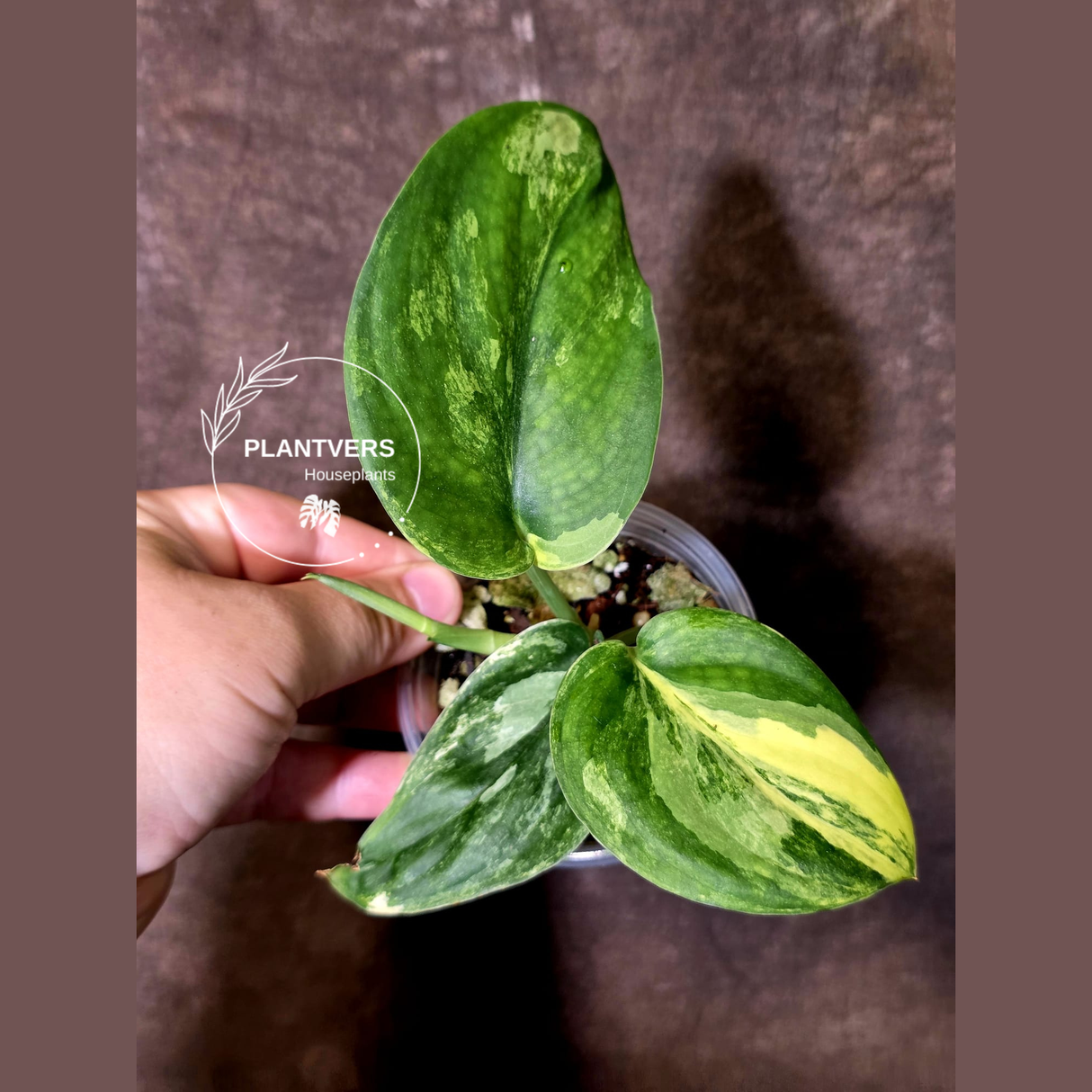 Scindapsus Jade Satin Variegated - Rare Tropical Plant - EXACT Plant - (June-09-34)