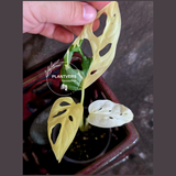 Variegated Monstera Adansonii Albo - Swiss Cheese Plant - (June-09-35)