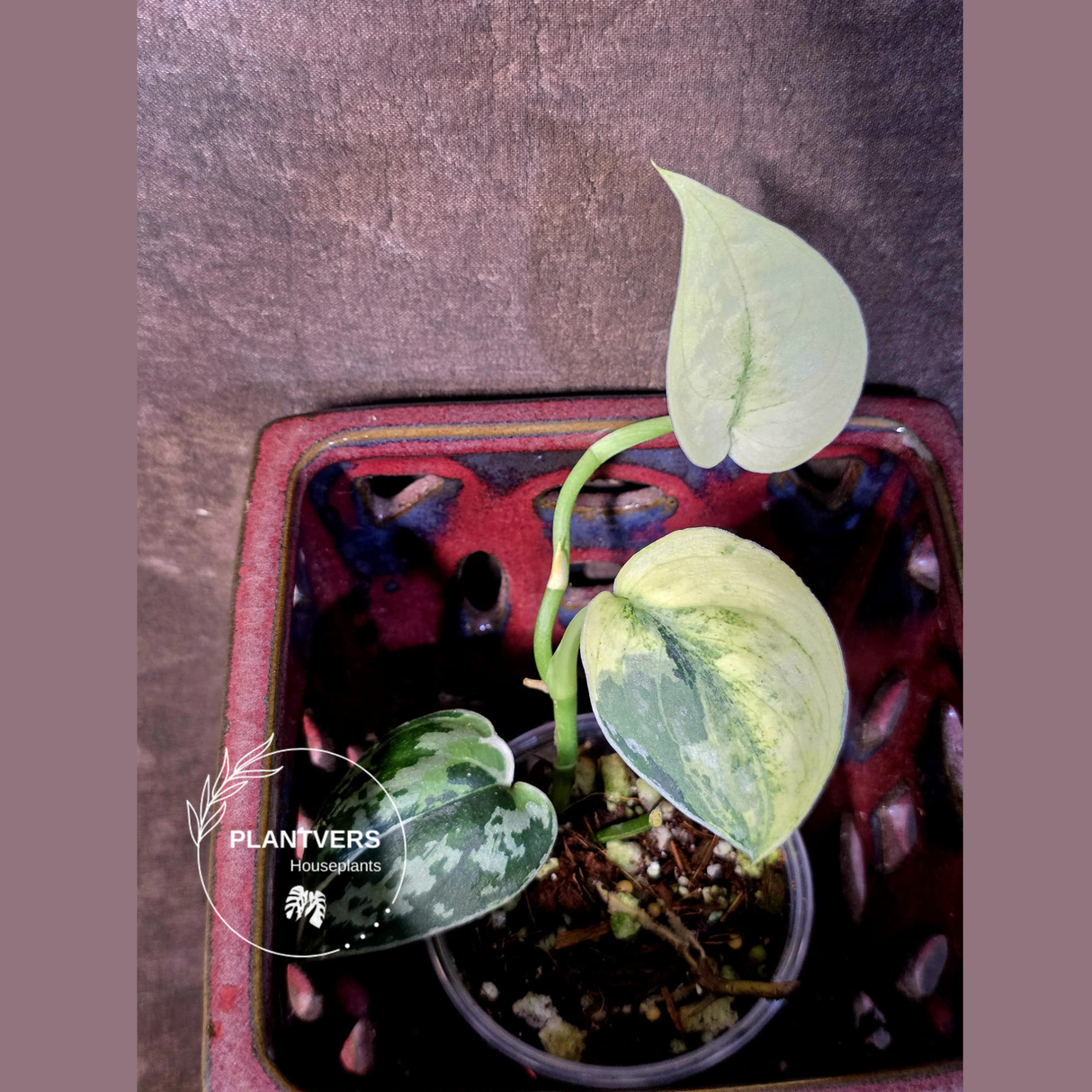 Variegated Scindapsus Mayari Plant - Collector Rare Exact Plant - (June-09-37)