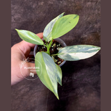 Philodendron Silver Sword Variegated - Rare Collectors Plant - (June-09-38)