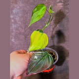 Variegated Philodendron Mican Aurea - Rare Collector Plant - (June-09-39)