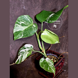 Variegated Monstera Albo - White Monstera Borsigiana Baby Leaf - (June-09-41)