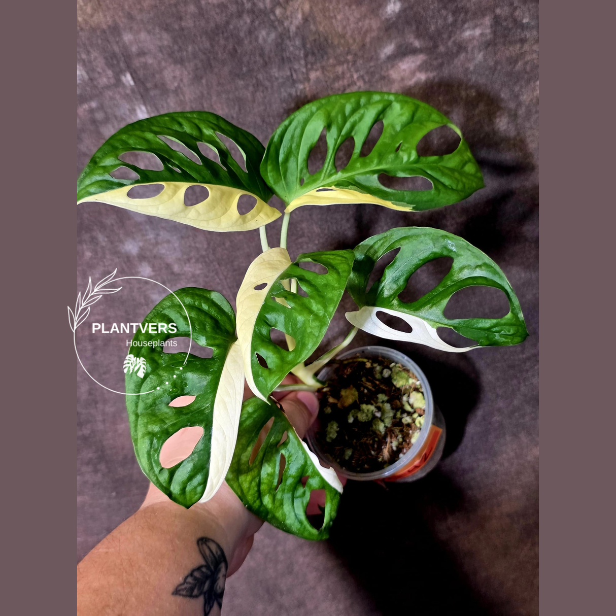 Variegated Monstera Adansonii Albo - Swiss Cheese Plant - (June-09-42)
