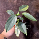 Philodendron Silver Sword Variegated - Rare Collectors Plant - (June-09-43)