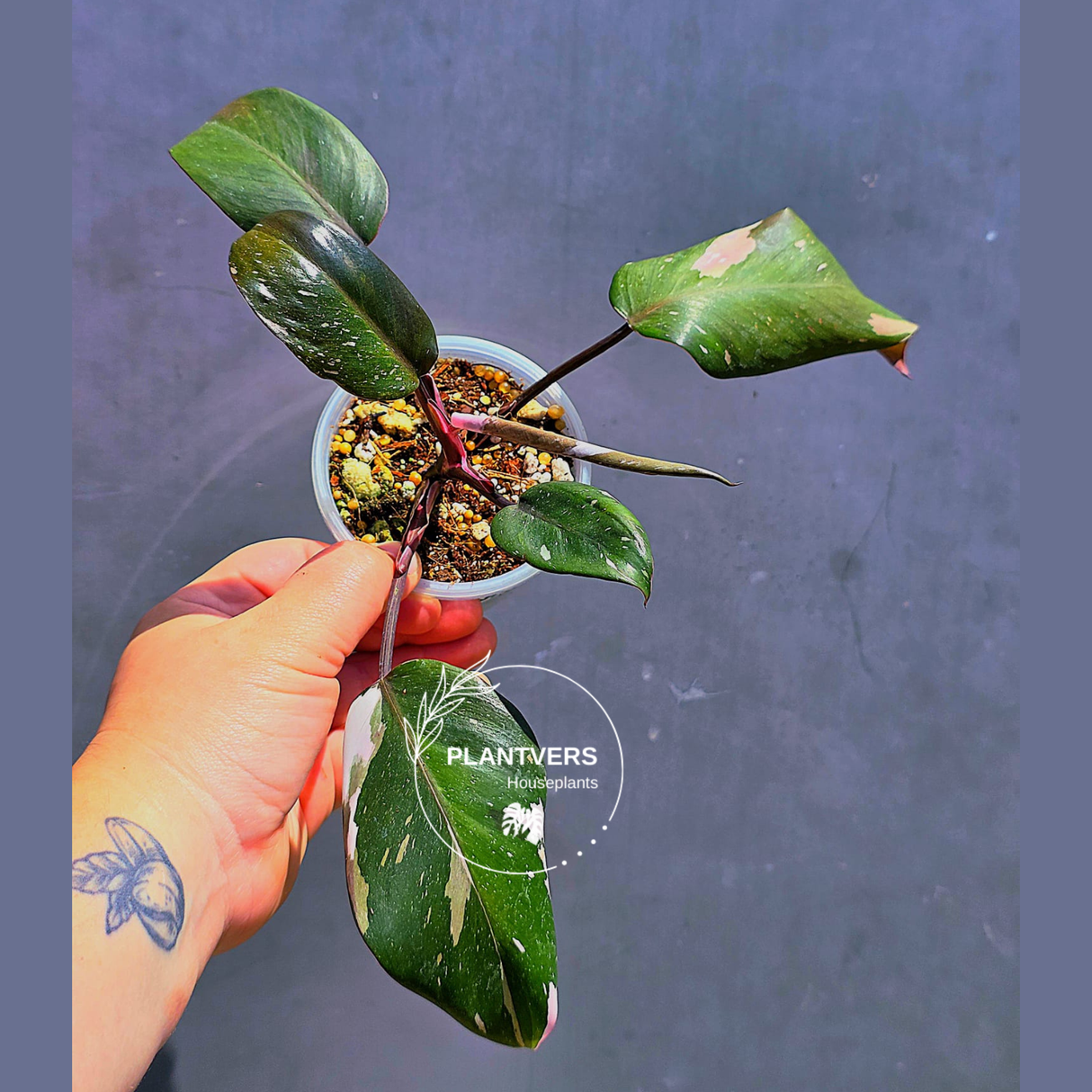 Variegated Philodendron Red Anderson - Exact Same Plant - (May-29-65)