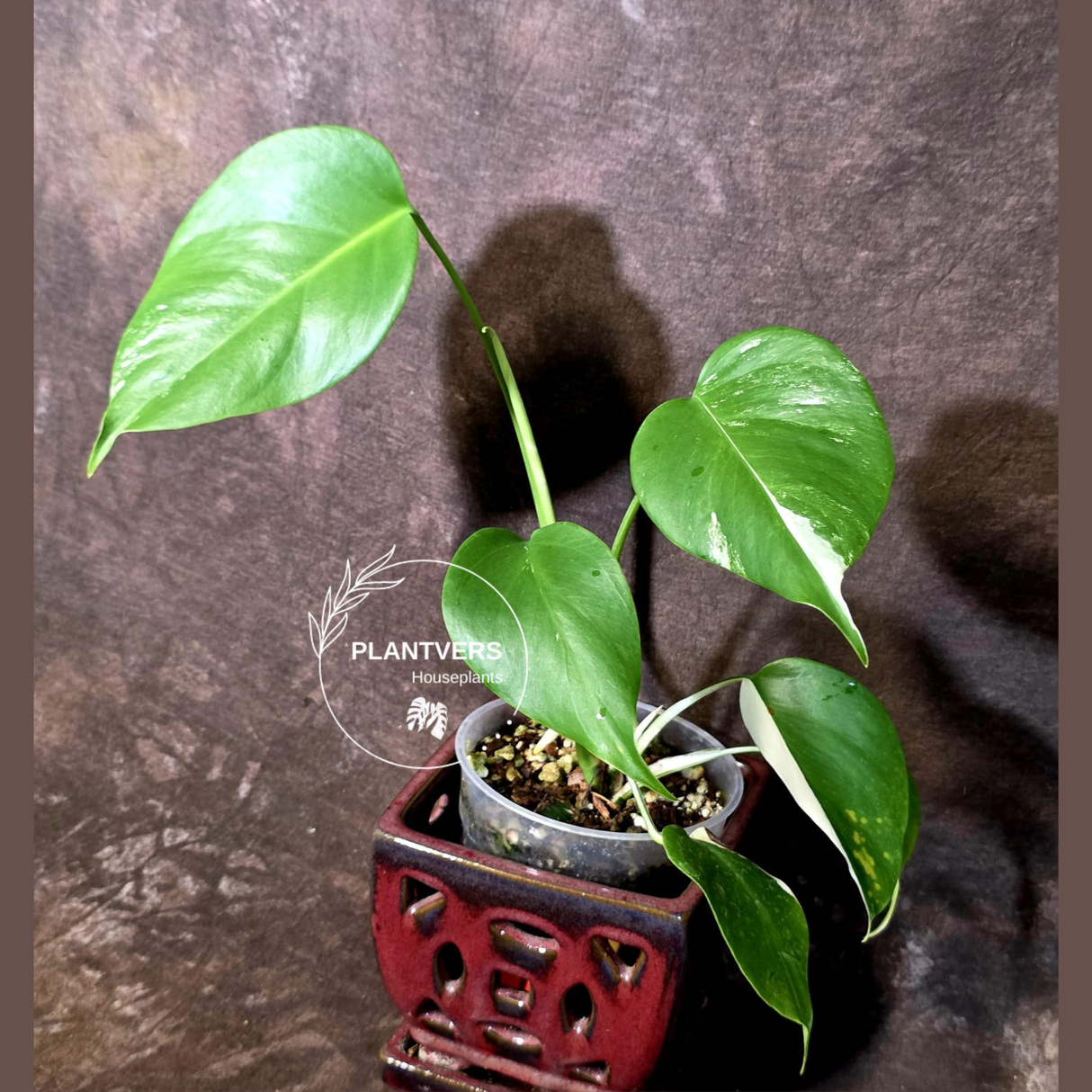 Variegated Monstera Albo - White Monstera Borsigiana Baby Leaf - (June-09-44)