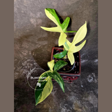 Variegated Philodendron Florida Beauty - Rare Live Plant - (June-16-31)