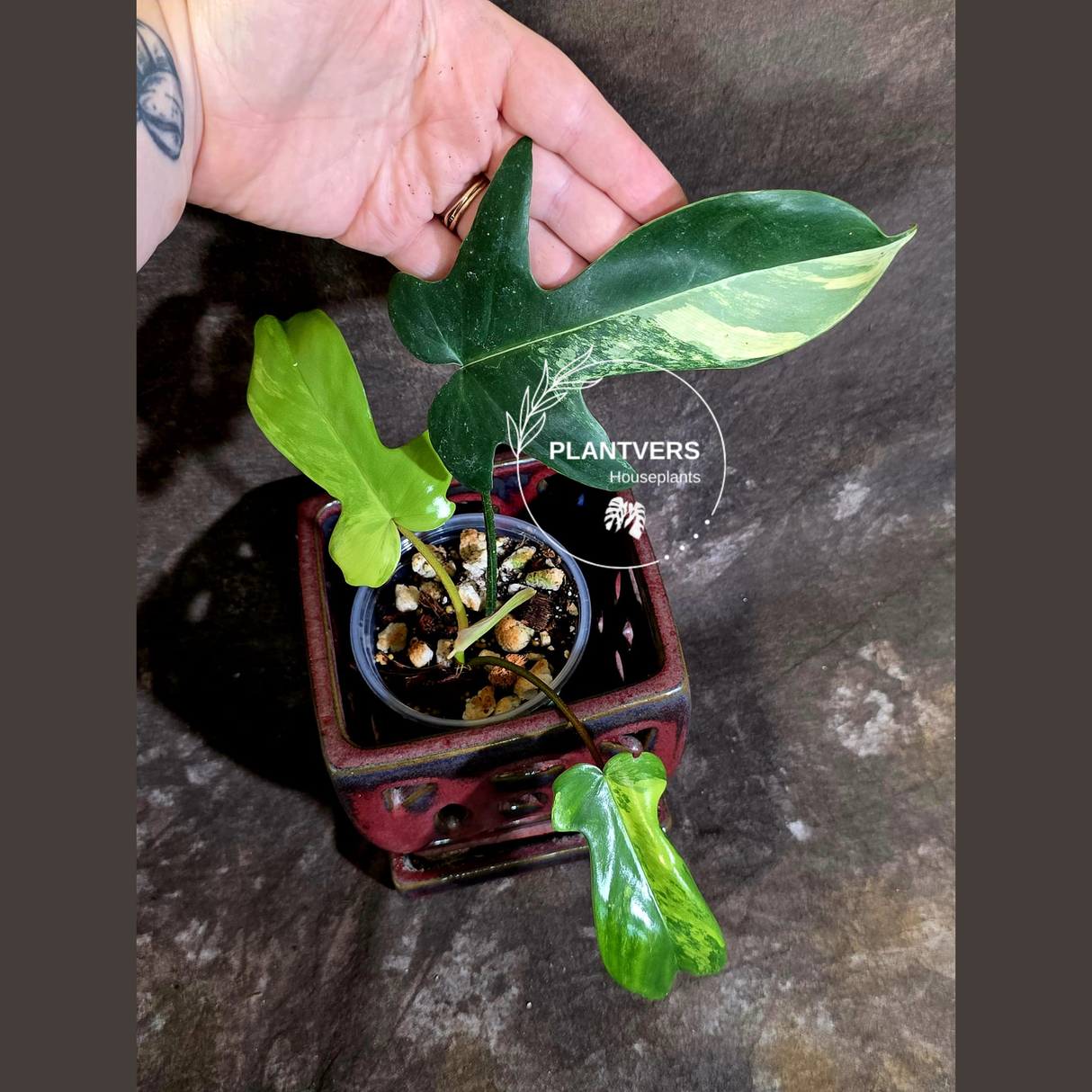 Variegated Philodendron Florida Beauty - Rare Live Plant - (June-16-32)