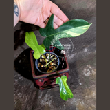 Variegated Philodendron Florida Beauty - Rare Live Plant - (June-16-32)