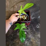 Variegated Philodendron Florida Beauty - Rare Live Plant - (June-16-33)