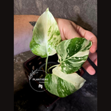 Variegated Monstera Albo Borsigiana - Exact Plant - (June-16-53)