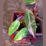 Variegated Philodendron Strawberry Shake - EXACT Plant - (June-18-29)