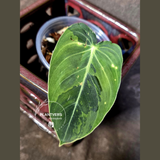 Philodendron Melanochrysum Variegated - Rare Tropical Live House Plant - (June-16-36)
