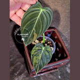 Philodendron Melanochrysum Variegated - Rare Tropical Live House Plant - (June-16-37)