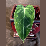 Philodendron Melanochrysum Variegated - Rare Tropical Live House Plant - (June-16-38)