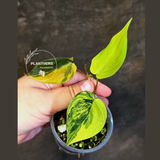 Variegated Philodendron Mican Aurea - Rare Collector Plant - (June-18-27)