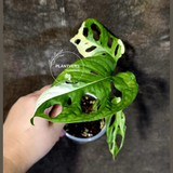 Variegated White Monstera Adansonii Albo - Rare Swiss Cheese Plant - (June-18-26)
