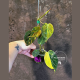 Variegated Philodendron Mican Aurea - Rare Collector Plant - (June-18-25)