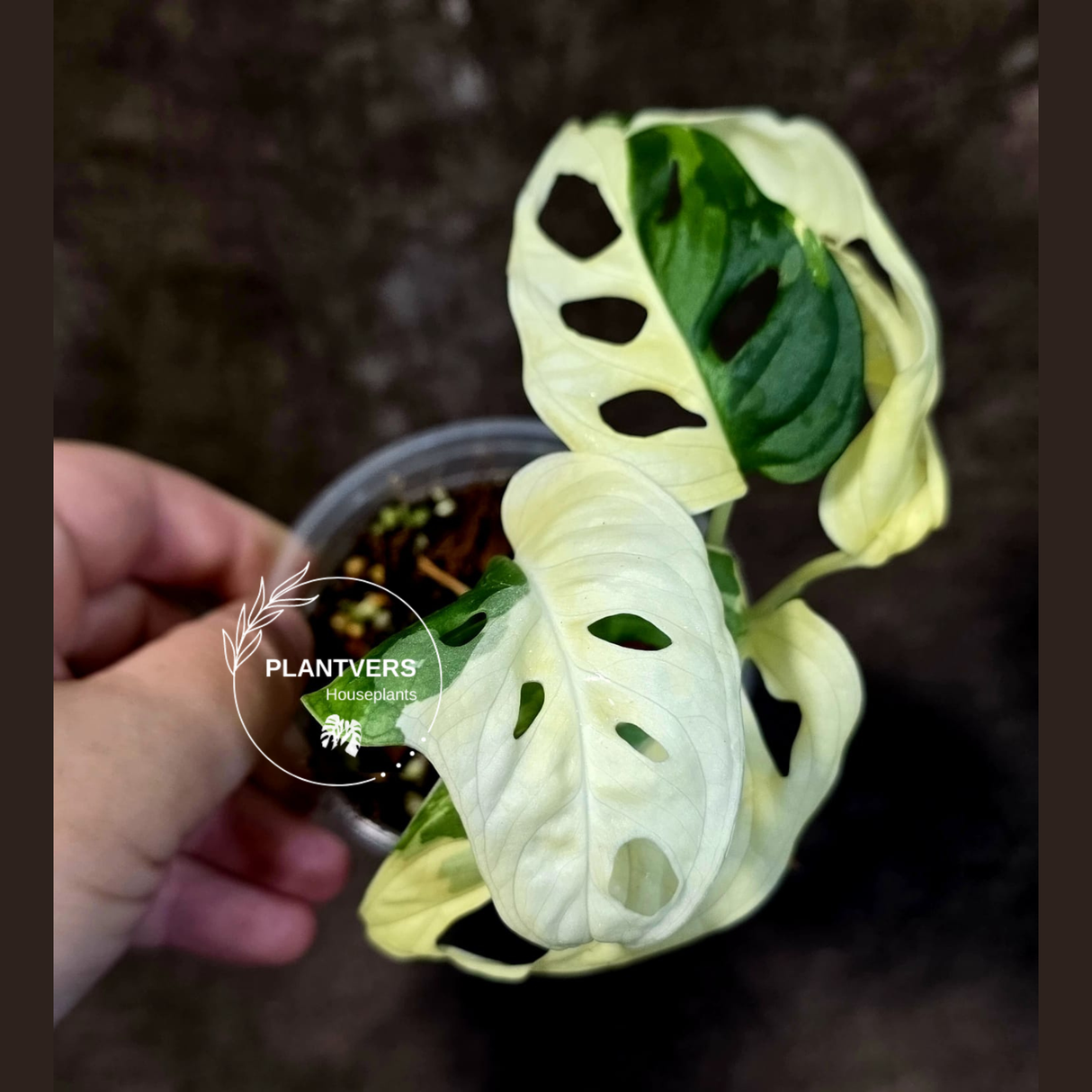 Variegated White Monstera Adansonii Albo - Rare Swiss Cheese Plant - (June-18-23)