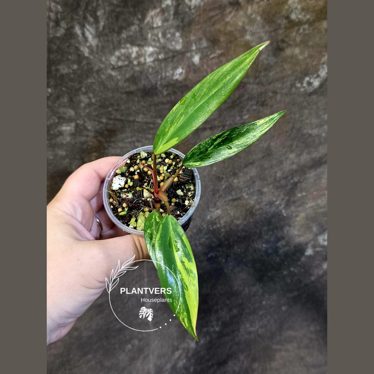 Variegated Philodendron Strawberry Shake - EXACT Plant - (June-18-22)