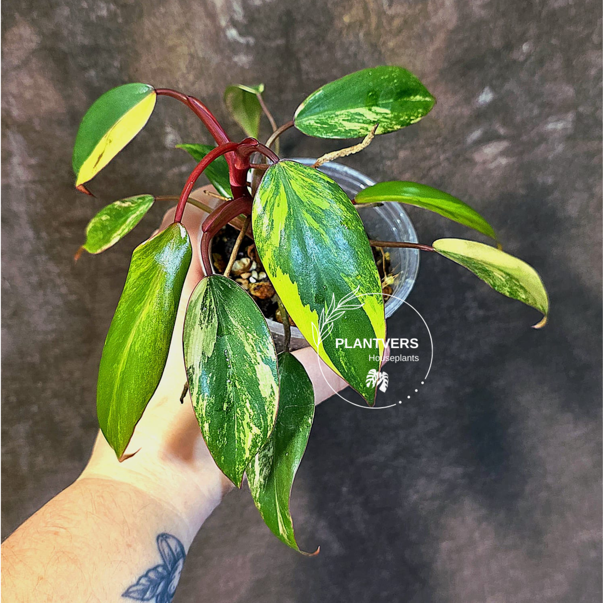 Variegated Philodendron Strawberry Shake - EXACT Plant - (June-18-28)