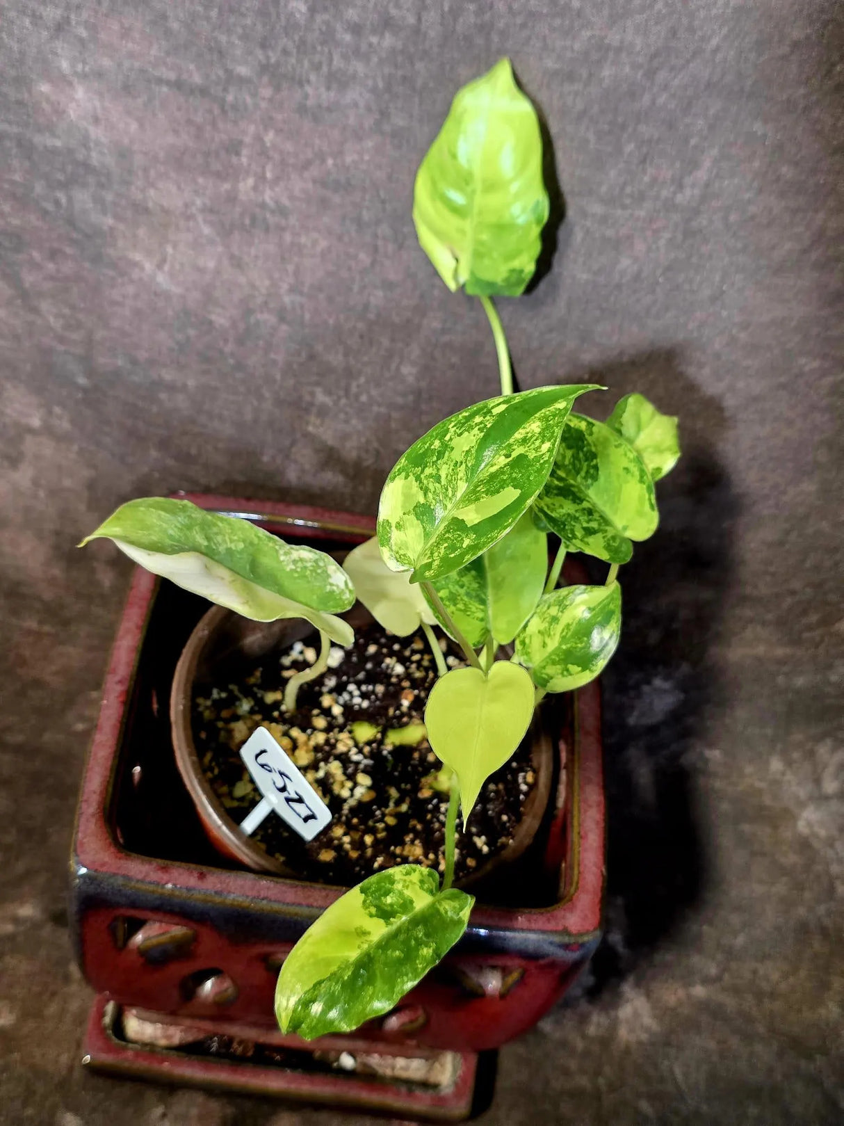 Variegated Burle Marx Philodendron - EXACT Plant - US Seller - (6-5-27)