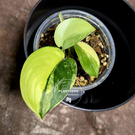 Scindapsus Jade Satin Variegated Plant in a Nursery Pot - Rare Tropical - EXACT Plant - US Seller