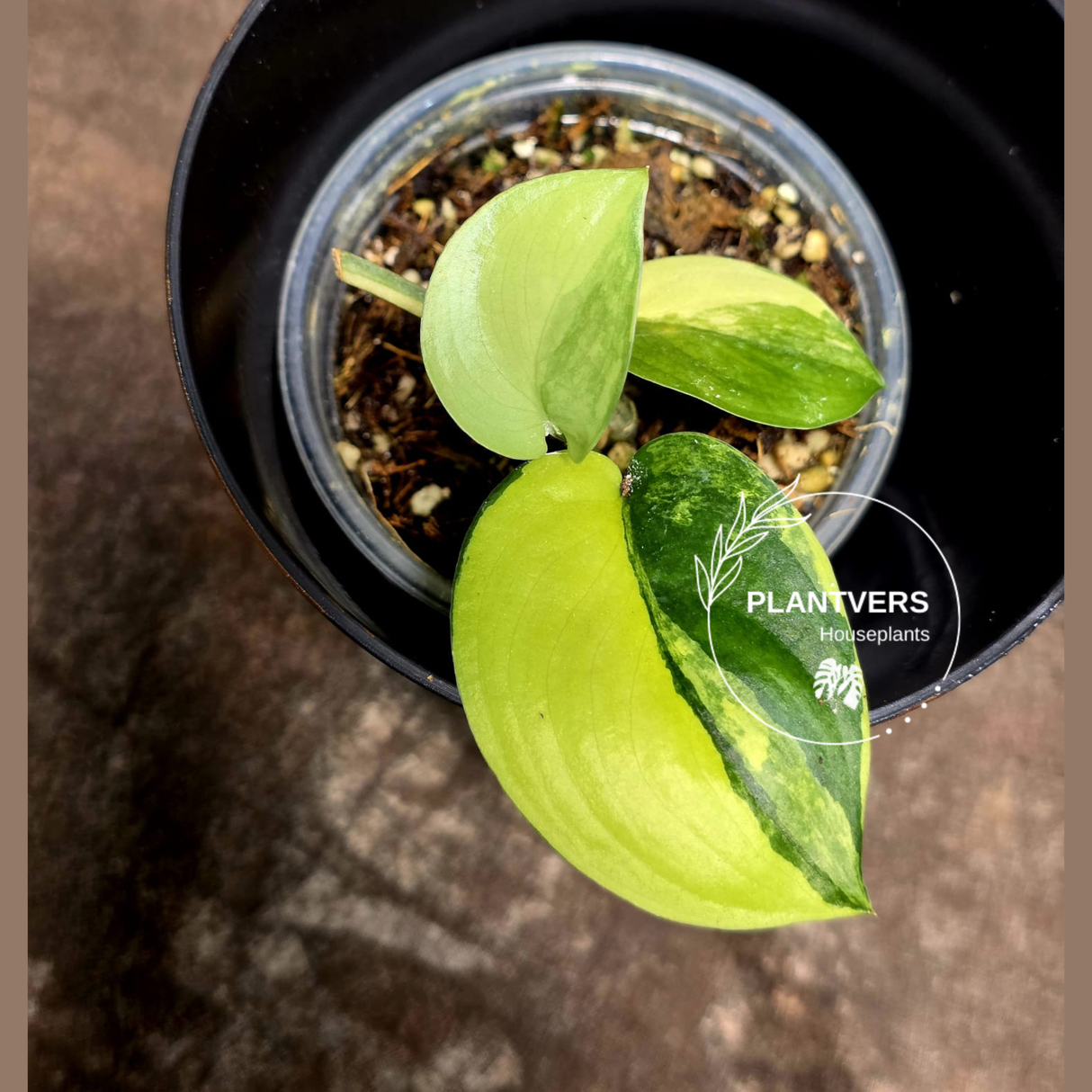 Scindapsus Jade Satin Variegated Plant in a Nursery Pot - Rare Tropical - EXACT Plant - US Seller