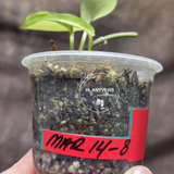 Scindapsus Jade Satin Variegated Plant in a Nursery Pot - Rare Tropical - EXACT Plant - US Seller