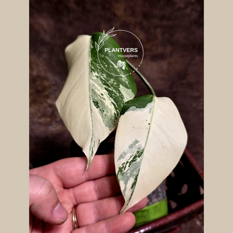 Variegated Monstera Albo - Rare White Monstera Borsigiana Baby Leaf EXACT Plant - US Seller